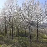 Ai Boschi Apartman