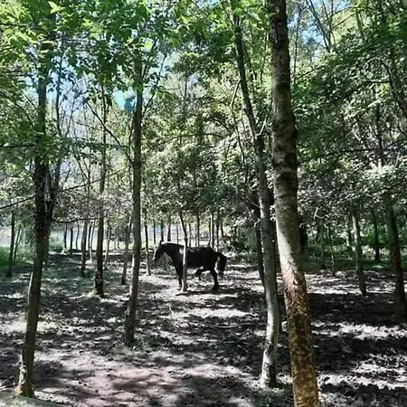 Διαμέρισμα Ai Boschi *